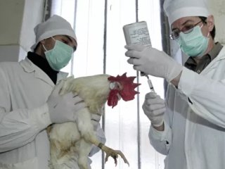 Роспотребнадзор предупредил о вспышке птичьего гриппа