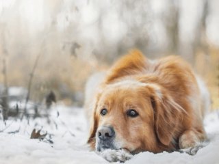 В Башкирии из колодца спасли замерзающую собаку 