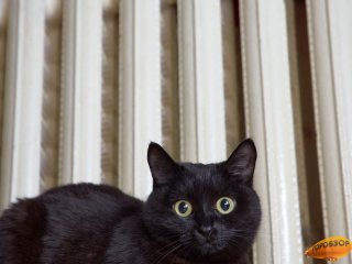 В Башкирии начнет работать круглосуточная скорая ветеринарная помощь