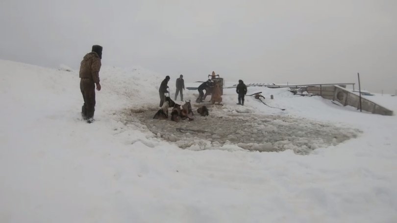 В Башкирии табун лошадей провалился под лед (ВИДЕО) В Башкирии табун лошадей провалился под лед (ВИДЕО)