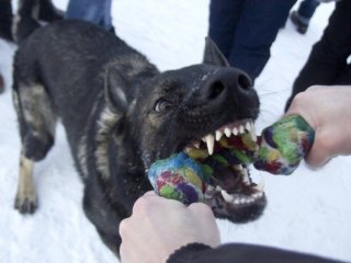 В пригороде Уфы на 9-летнего мальчика набросилась собака