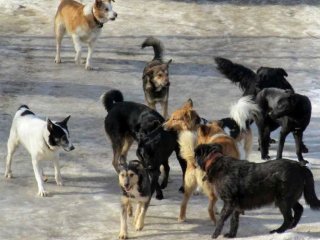 В Уфе медики скорой помощи пожаловались на  беспризорных собак

