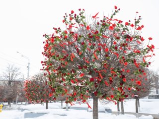 В Уфе на деревьях «распустились» красные розы 