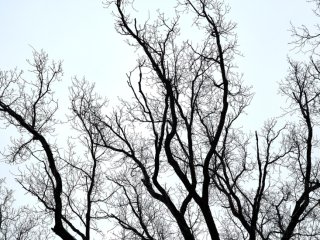 В Башкирии обещают мокрый снег, дождь и сильный ветер