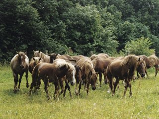 В Башкирии увеличивают поддержку коневодства