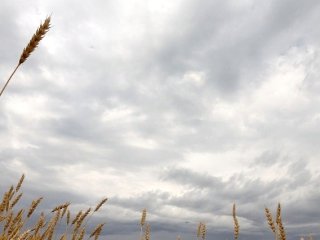 В МЧС Башкирии предупредили о резком усилении ветра