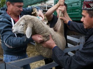 Власти Уфы определили площадки для жертвоприношений на Курбан-байрам