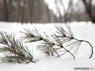 Синоптики пообещали аномальную зиму 