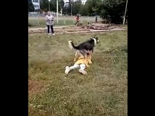 В Башкирии в одном из городов собака налетела на маленькую девочку (ВИДЕО)