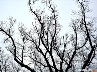 Синоптики рассказали о характере погоды в Башкирии в декабре