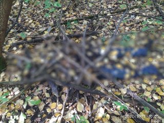 В городском лесу в Башкирии нашли прикрытый ветками труп