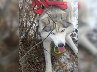 «Каждый раз клевещет на нас»: известны новые подробности истории с нападением собак на жительницу Башкирии 
