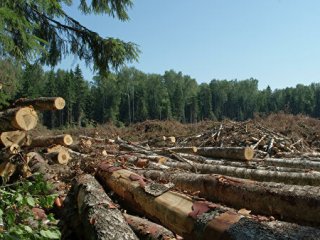 В Башкирии предприниматель уничтожил лес