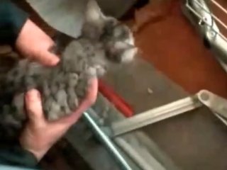 В Башкирии спасатели вытащили из дивана просидевшего там три дня котенка