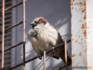 В Башкирии взрослые и дети могут поучаствовать в конкурсе «Пернатый калейдоскоп»