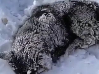В Уфе неизвестные избили собаку и оставили умирать на морозе