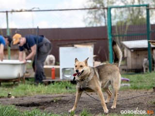 Госдума рассмотрит законопроект Курултая Башкирии об обязательном чипировании животных