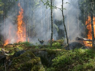 Пожар в природном парке «Иремель» в Башкирии оказался фейком
