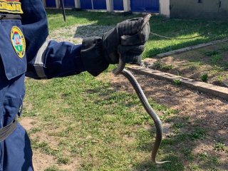 Зеленая змея заползла в жилой дом в Уфе