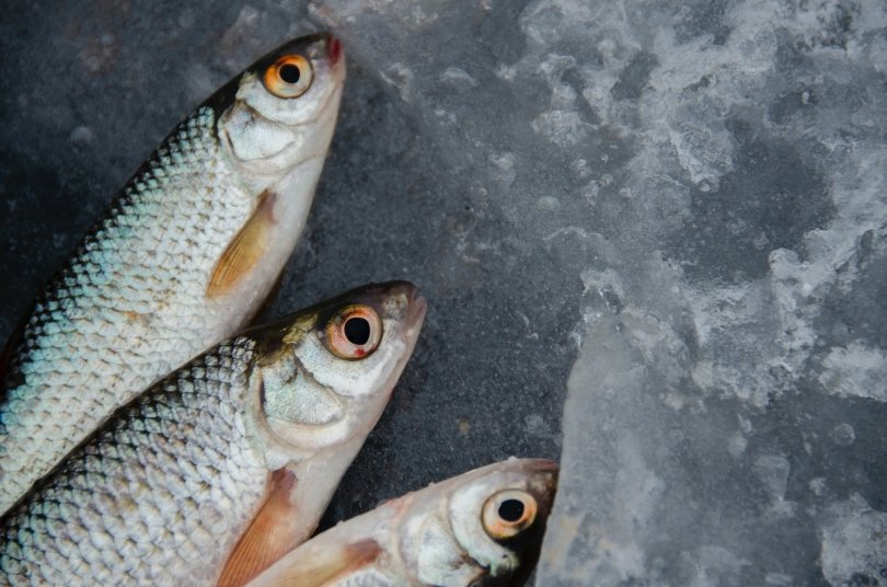 В Башкирии конфисковано 72 кг несанкционированной рыбной продукции
В Башкирии конфисковано 72 кг несанкционированной рыбной продукции