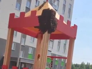 В Уфе на детской площадке поселился пчелиный рой