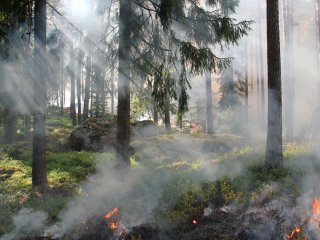 В Башкирии сгорело 2342 гектара леса
