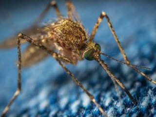 Россиян предупредили о комарах-переносчиках лихорадки Западного Нила