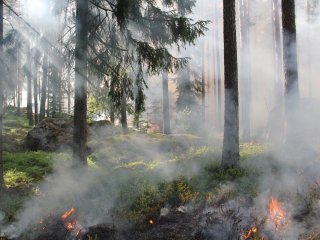 В Башкирии 12 гектар леса охвачено огнем 
