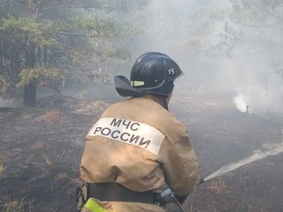 В Башкирии часть лесных пожаров возникла в результате поджогов
