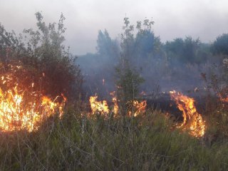 В Башкирии горит 2513,6 га леса