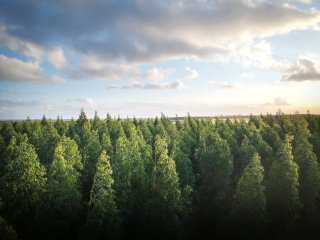 В Башкирии из-за аномальной жары введены ограничения на посещение лесов
