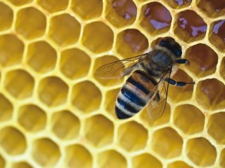 В Башкирии появился пчелиный санаторий 