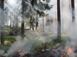 В Башкирии продолжает действовать 17 очагов лесных пожаров
