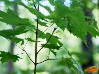 В Башкирии воздух прогреется до +32°
