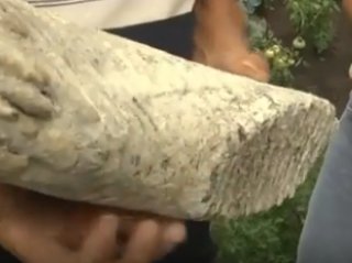 Жители Уфы обнаружили на приусадебном участке зуб мамонта