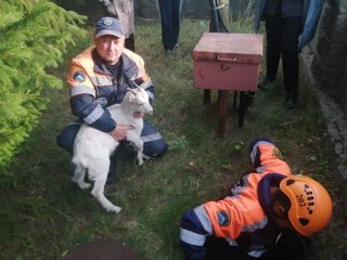 Спасатели Башкирии пришли на помощь упавшему в колодец козленку