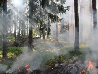 В Башкирии лесные пожары продолжают действовать на общей площади 2518,8 га
