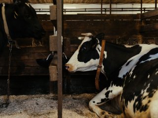 В Башкирии на карантин отправили 340 животных из Европы
