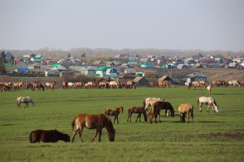 Башкирия заняла первое место в России по созданию сельхозкооперативов
Башкирия заняла первое место в России по созданию сельхозкооперативов