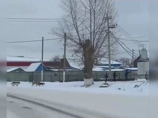 «Дети на заборе сидят»: в селе Башкирии бродячие собаки преследовали детей