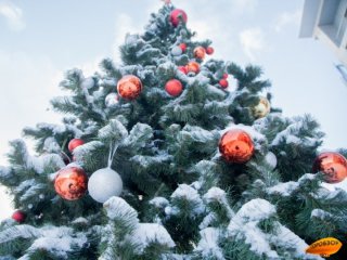 В Башкирии подвели итоги рейдов в местах продажи елок