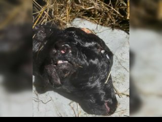 В районе Башкирии родился двуликий теленок