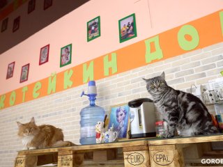 Кошки с особенными судьбами: как живут обитатели «Котейкиного дома» в Уфе