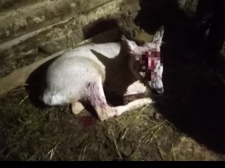 Глава района в Башкирии сообщил о нападениях диких собак на домашний скот