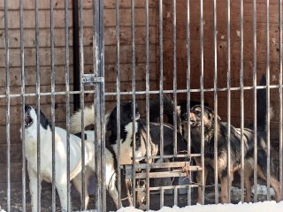 «Лай, вой, невыносимый запах»: в Башкирии жители села пожаловались на соседство со 120 животными