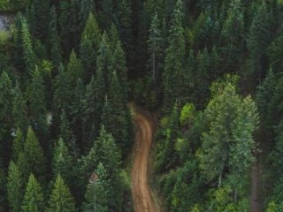 Под будущие леса в Башкирии отведут еще 6 тысяч гектаров 