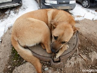Чиновники Башкирии предложили усыплять животных без хозяев и стерилизовать домашних питомцев