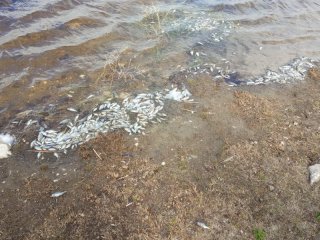 В Башкирии экологи проверили воду в реке, где массово погибла рыба