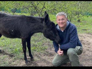 Глава Башкирии пошутил, что у него с ослом одинаковый характер