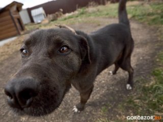 Россельхознадзор Башкирии сообщил об отзыве опасного препарата для собак